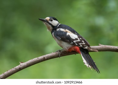 Great Spotted Woodpecker