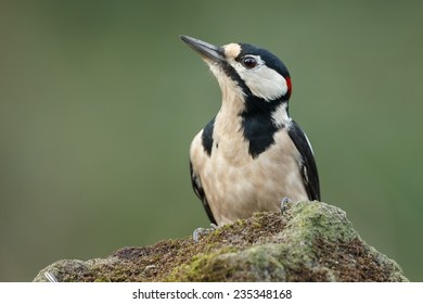 Great Spotted Woodpecker 