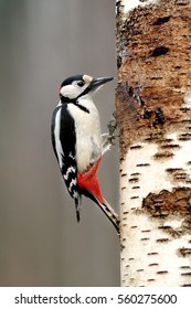 Great Spotted Woodpecker