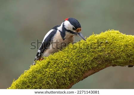 Great spotted woodpecker bird Dendrocopos major 