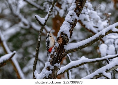 A Great spotted woodpecker bird perched on a snow-covered tree branch, gazing directly at the viewer with an inquisitive expression - Powered by Shutterstock