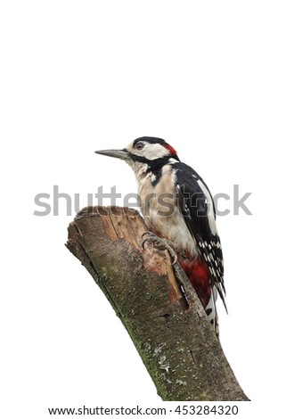 Similar – Image, Stock Photo Great Spotted Woodpecker