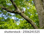 
The great spotted woodpecker (Dendrocopos major) is a medium-sized woodpecker with pied black and white plumage and a red patch on the lower belly. Hanover, Germany.
