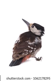 Great Spotted Woodpecker (Dendrocopos Major)  Isolated On A White Background In Studio Shot