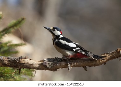 Great Spotted Woodpecker (Dendrocopos Major)