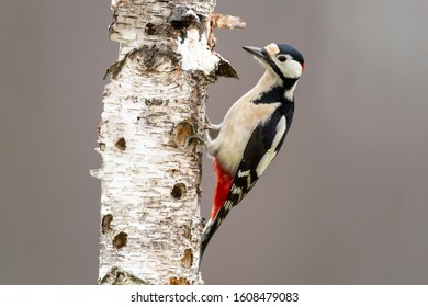 Great Spotted Woodpecker (Dendrocopos Major)