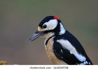  Great Spotted Woodpecker Dendrocopos Major