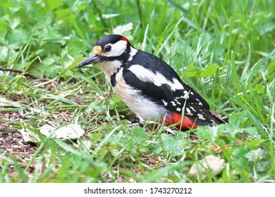 Great Spotted Woodpecker (Dendrocopos Major)