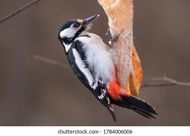 The Great Spotted Woodpecker (Dendrocopos Major) Is A Medium-sized Woodpecker With Pied Black And White Plumage And A Red Patch On The Lower Belly