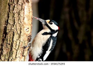 Great Spotted Woodpecker (Dendrocopos Major) Tongue Out 