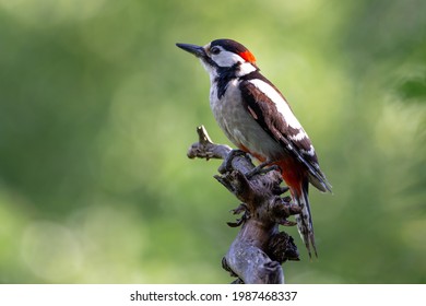 Great Spotted Woodpecker - Dendrocopos major - sitting on a branch with a green background