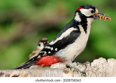 Great spotted woodpecker (Dendrocopos major). Male great spotted woodpecker fetches mealworms to feed his young.