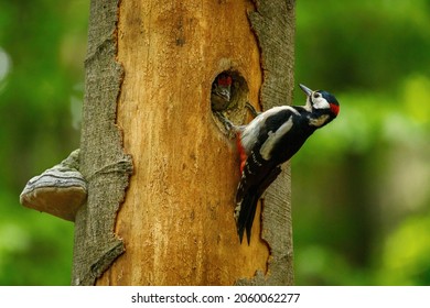 Great spotted woodpecker, Dendrocopos major, perched in nesting hole in old rotten beech trunk. Male of woodpecker feeds chicks in nest. Bird breeding season. Green forest. Spring in wild nature.