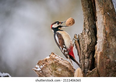 Great spotted Woodpecker (Dendrocopos major) perched on branch. Wildlife scene from nature. Animal in the nature habitat. Bird in winter forest.In front of winter background. 