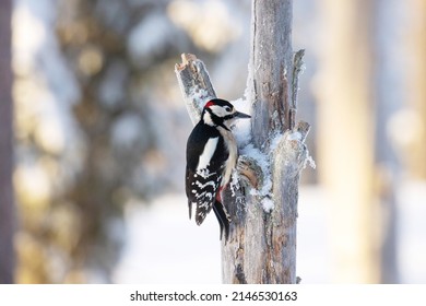 Great spotted woodpecker, Dendrocopos major on an old conifer tree trunk in Finnish taiga forest near Kuusamo