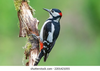 Great spotted woodpecker, Dendrocopos Major, walking up a damaged, moss covered tree branch, in a woodland setting