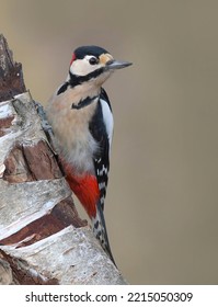 The Great Spotted Woodpecker (Dendrocopos Major) Is A Medium-sized Woodpecker With Pied Black And White Plumage And A Red Patch On The Lower Belly.