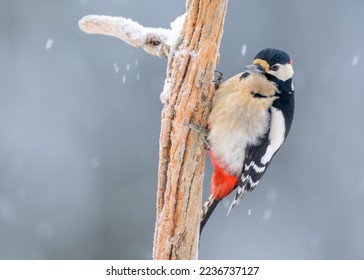 Great spotted woodpecker (Dendrocopos major) in winter with snow