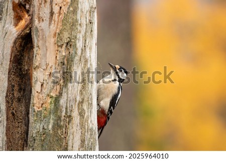 Great spotted woodpecker (Dendrocopos major) on a  tree trunk during autumn foliage in Finnish nature, Northern Europe	