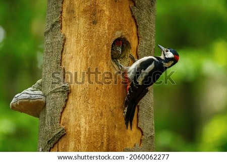 Great spotted woodpecker, Dendrocopos major, perched in nesting hole in old rotten beech trunk. Male of woodpecker feeds chicks in nest. Bird breeding season. Green forest. Spring in wild nature.