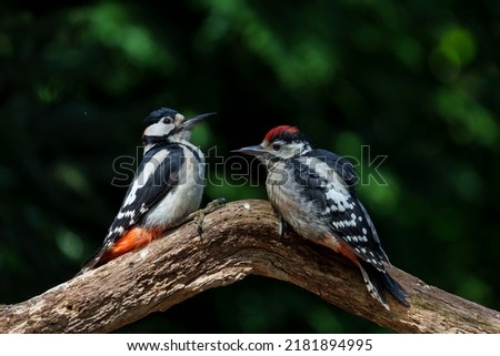  Great spotted woodpecker (Dendrocopos major) male feeding a juvenile in the forest in the Netherlands                              
