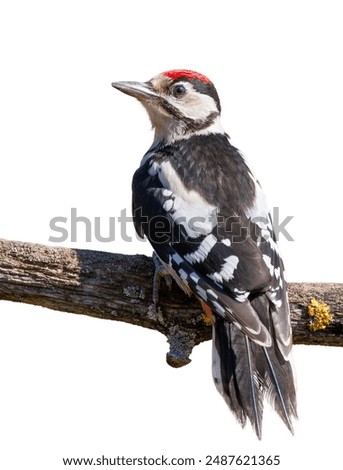 Similar – Image, Stock Photo Great Spotted Woodpecker