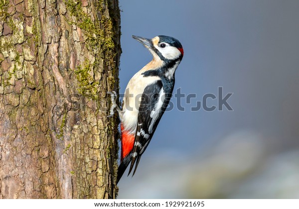 The great spotted woodpecker (Dendrocopos\
major) is a medium-sized woodpecker with pied black and white\
plumage and a red patch on the lower\
belly