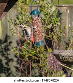 Great Spotted Woodpecker, English Garden Bird. 