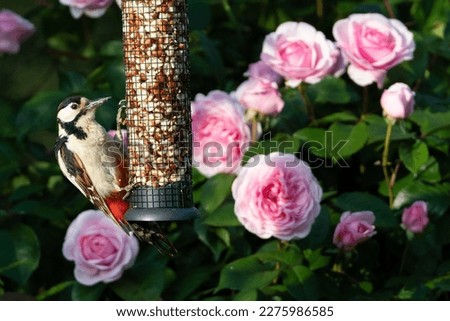 great spotted woodpecker feeding on a garden bird feeder with pink David Austin roses in the background