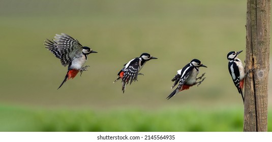 Great Spotted Woodpecker Flight Path Coming Into Land On A Timber Post