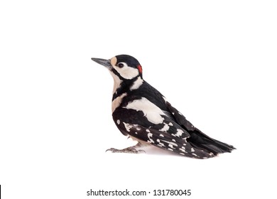 Great Spotted Woodpecker Isolated On White Background (Dendrocopos Major)