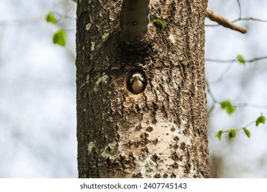 Grandioso pájaro carpintero con vistas desde el tronco de un árbol