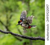 A great spotted woodpecker male mid-flight before landing on a horizontal branch with a blurred green forest background. 