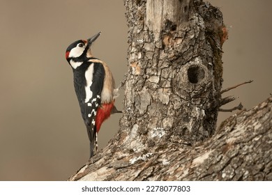 Great spotted woodpecker male on a very cold day with the first light of day in an oak forest