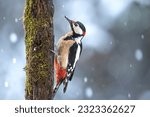 Great spotted woodpecker male in the snow storm, winter snowy times, stunning scenery