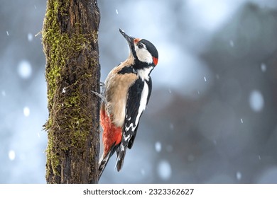 Great spotted woodpecker male in the snow storm, winter snowy times, stunning scenery