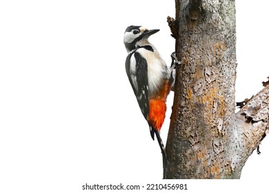 Great Spotted Woodpecker On A Dry Tree Isolated On White Background. Dendrocopos Major On Tree Trunk. Background With Copy Space