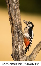 Great Spotted Woodpecker On A Tree With Tongue Out