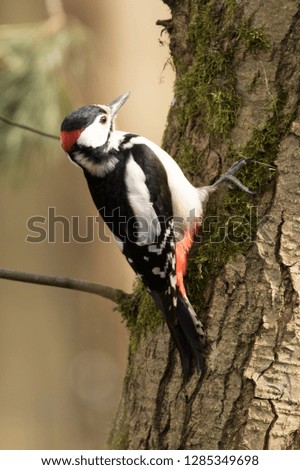 Similar – Image, Stock Photo Great Spotted Woodpecker