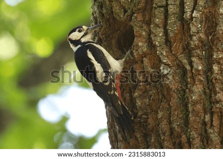 Great spotted woodpecker with a scrutinising look
