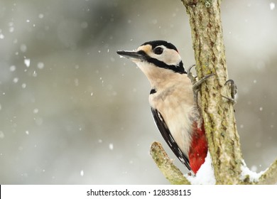 Great Spotted Woodpecker In Winter