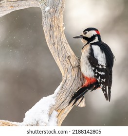 Great Spotted Woodpecker In Winter Scenes