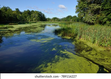 450 Great swamp national wildlife refuge Images, Stock Photos & Vectors ...