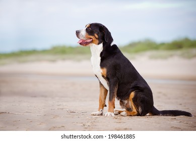 Great Swiss Mountain Dog On The Beach