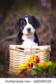 Great Swiss Mountain Dog Puppy Isolated Bernese 