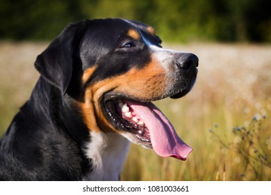 The great swiss mountain dog sitting in the grass and breathes with his tongue hanging out. The picture taken in summer in a field near the forest edge.