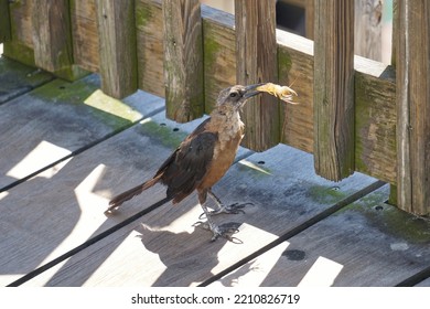 A Great Tailed Grackle Eats A Shrimp