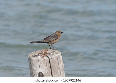 Great Tailed Grackle On An Old Pier In Rockport Beach State Park In Texas