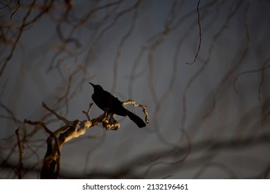 Great Tailed Grackle In Tree