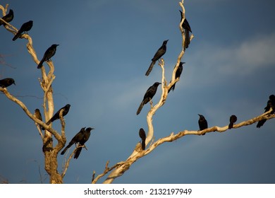 Great Tailed Grackle In Tree